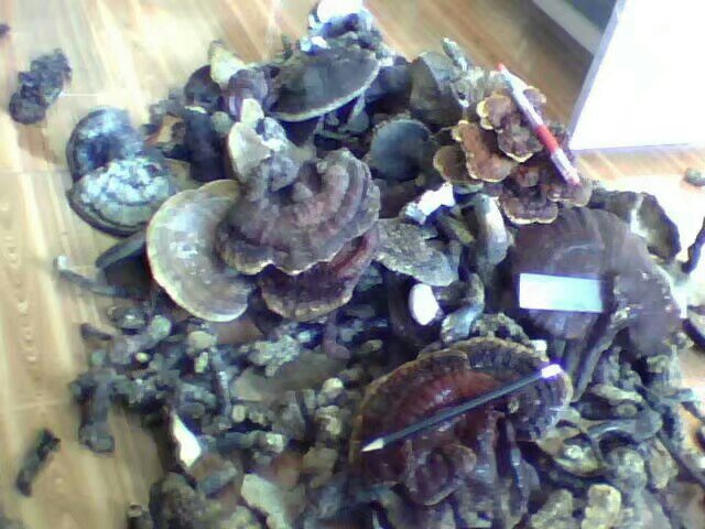 灵芝切片对比图