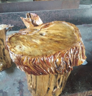 [松树批发]松树明子价格10.00元/棵 - 一亩田