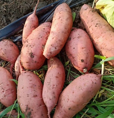 山东红薯龙薯9号 北方新薯 面甜糯 批发商超加工厂价便宜