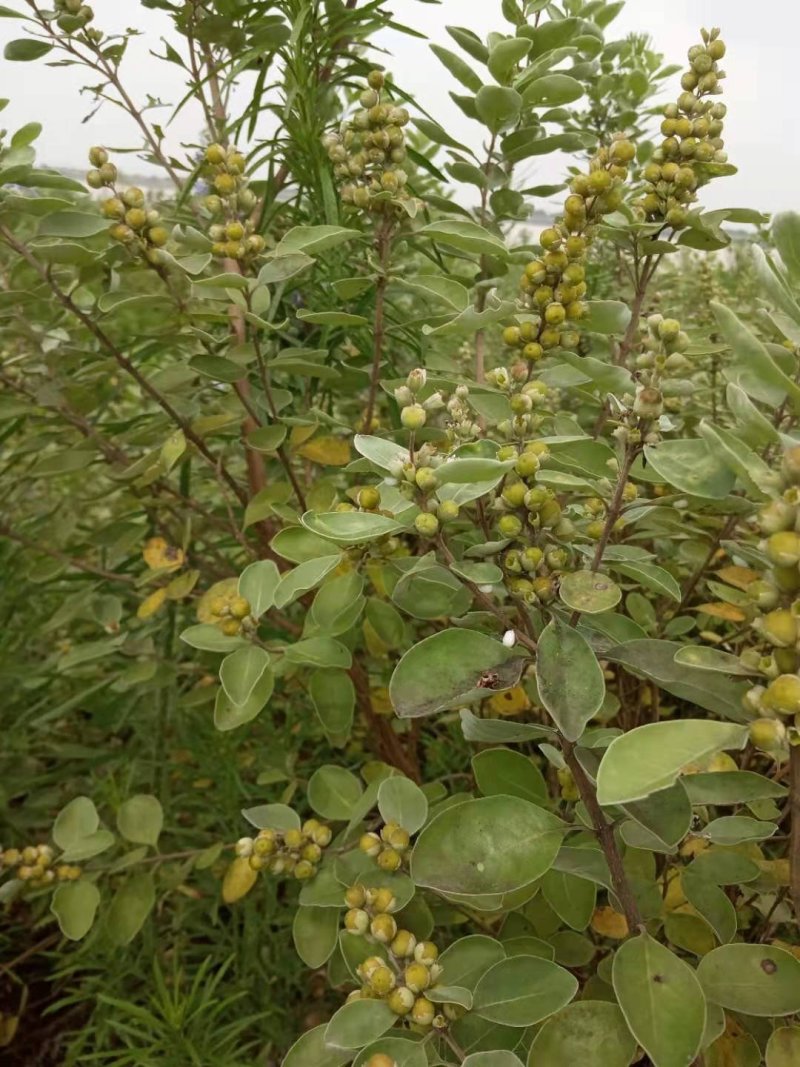 江西野生单叶蔓荆子高含量纯净货