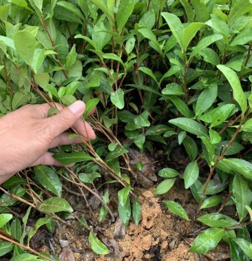 [茶树苗批发]日照茶苗成活率高鸠坑种中茶108龙井43乌牛早价格0.