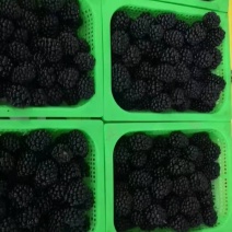 精品黑莓
