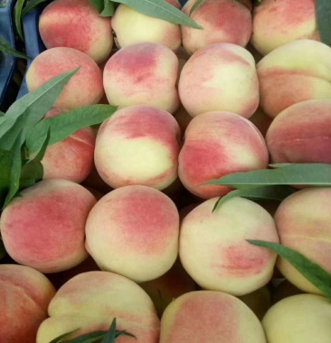 [桃批发]十四号河北毛桃价格大量上市价格1.00元/斤 - 一亩田