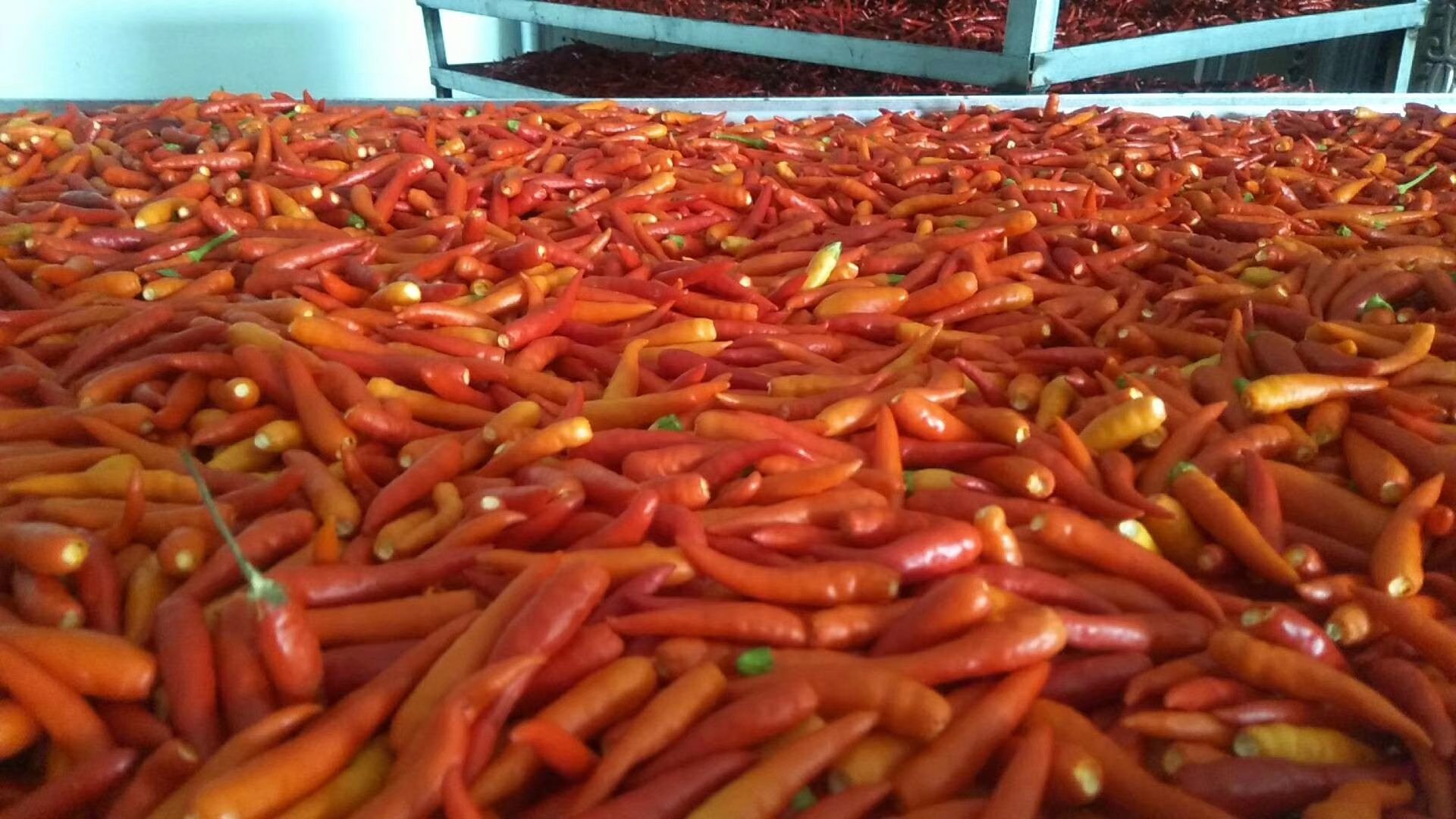 泡椒与猪皮原材料展示