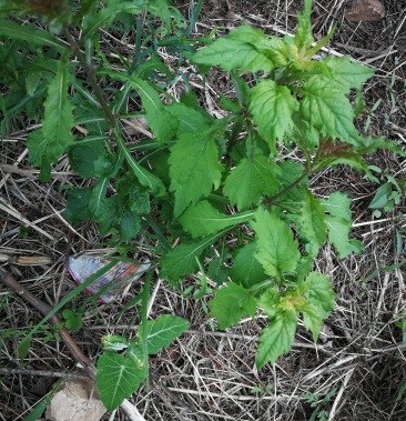 东北四叶菜四叶沙参