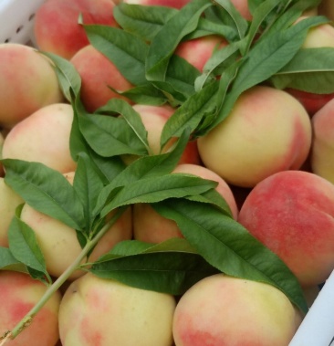 早十四桃子京玉北京十四号带尖儿口感甜离核桃