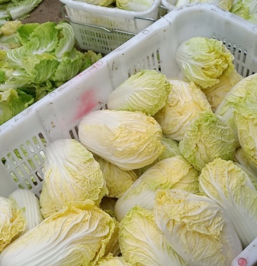 [娃娃菜批发]娃娃菜 7~10两以上价格0.70元/斤 - 一亩田