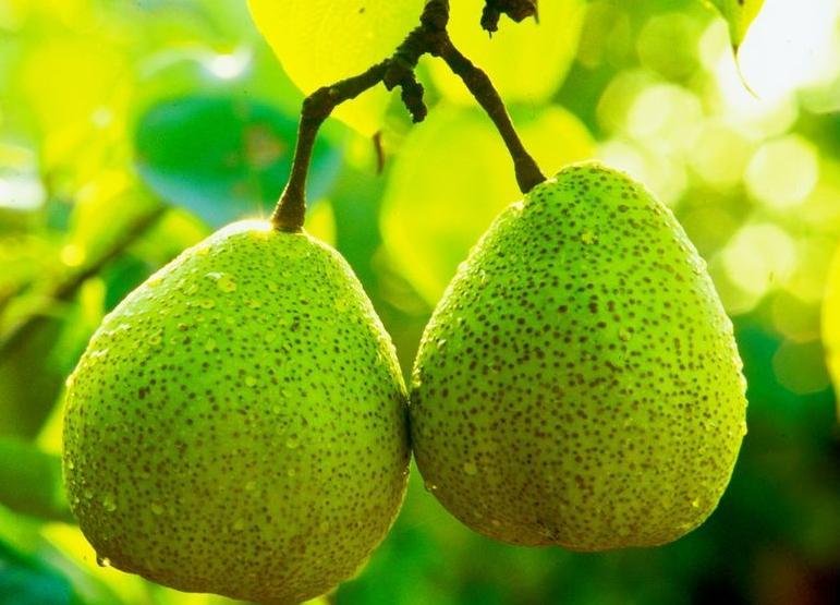 山竹切开后呈现透明果肉特写