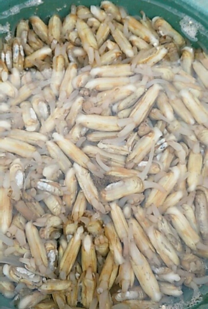 海滩蛏子,活力足耐养,肥度非常好,保证质量