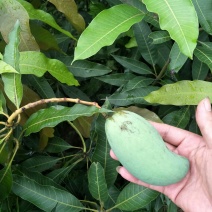 大量供应芒果苗、香甜可口