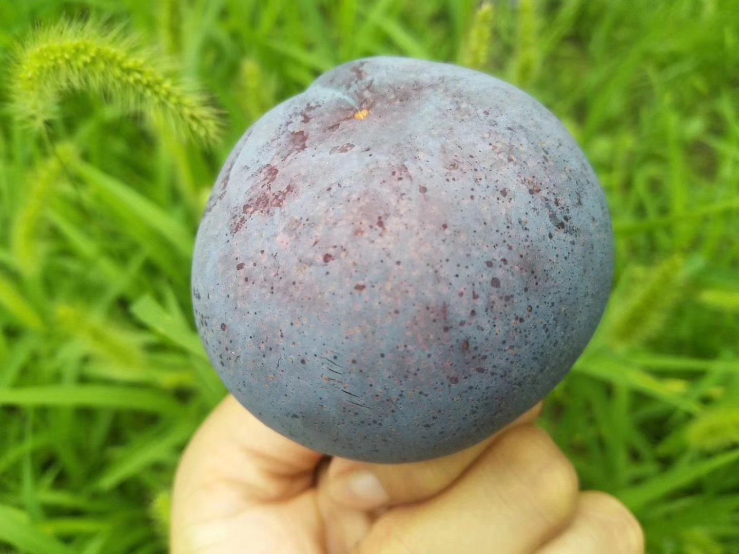 成熟黑布林李子特写展示