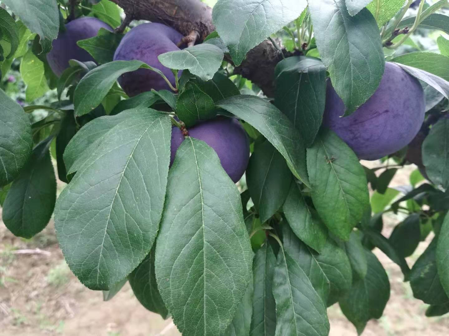 展示不同成熟度的黑布林李子外观对比图 黑布林李子挑选外观图