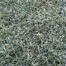 西双版纳勐海普洱茶生态茶