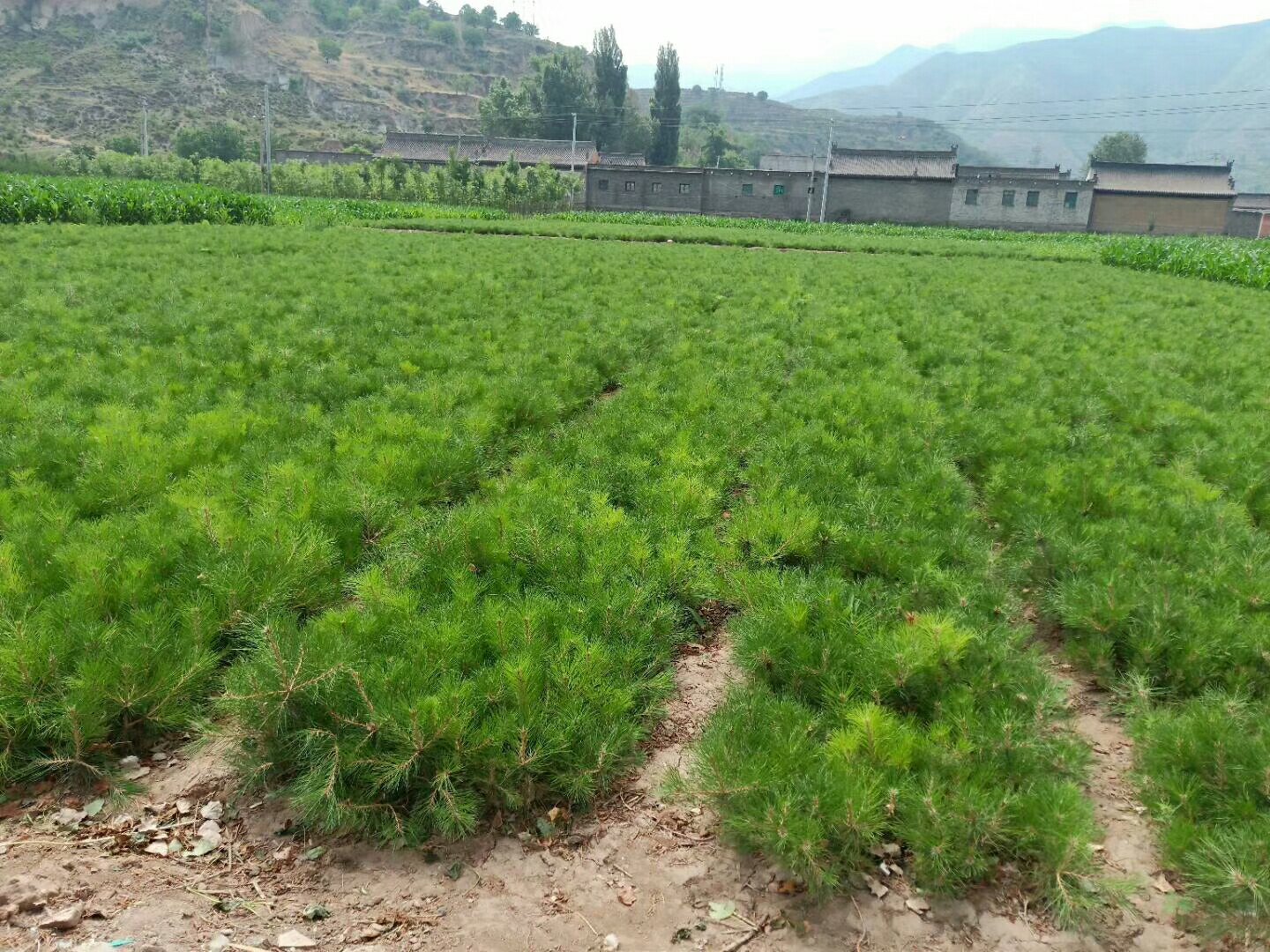 造型油松培育过程场景