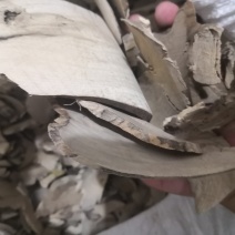毛冬青根片广东1公斤起批无硫无添加不包邮