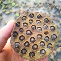 莲蓬铁莲子插花带蓬艺术莲蓬10个