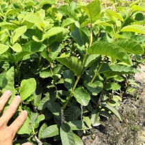 珍珠番石榴苗，珍珠白肉芭乐苗