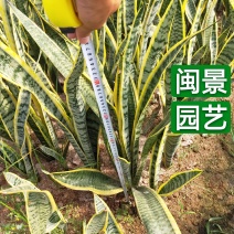 虎皮兰虎尾兰高60到70厘米福建漳州苗木基地批发