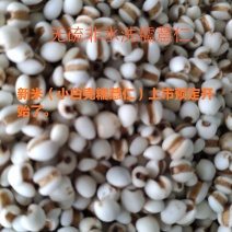 无硫非水洗糯薏仁米新米（小白壳糯薏仁）上市预定开始了。