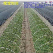 保温棚杆玻璃纤维杆，拱棚杆玻纤杆小拱棚杆果苗定值