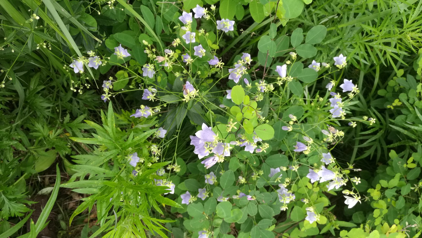 沙参属植物整体形态