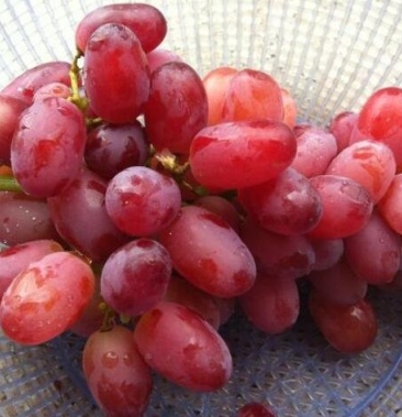 供应红提玫瑰香腾地急售