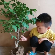 腊梅树苗，素心腊梅地栽盆栽