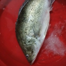 夜钓野生桂鱼
