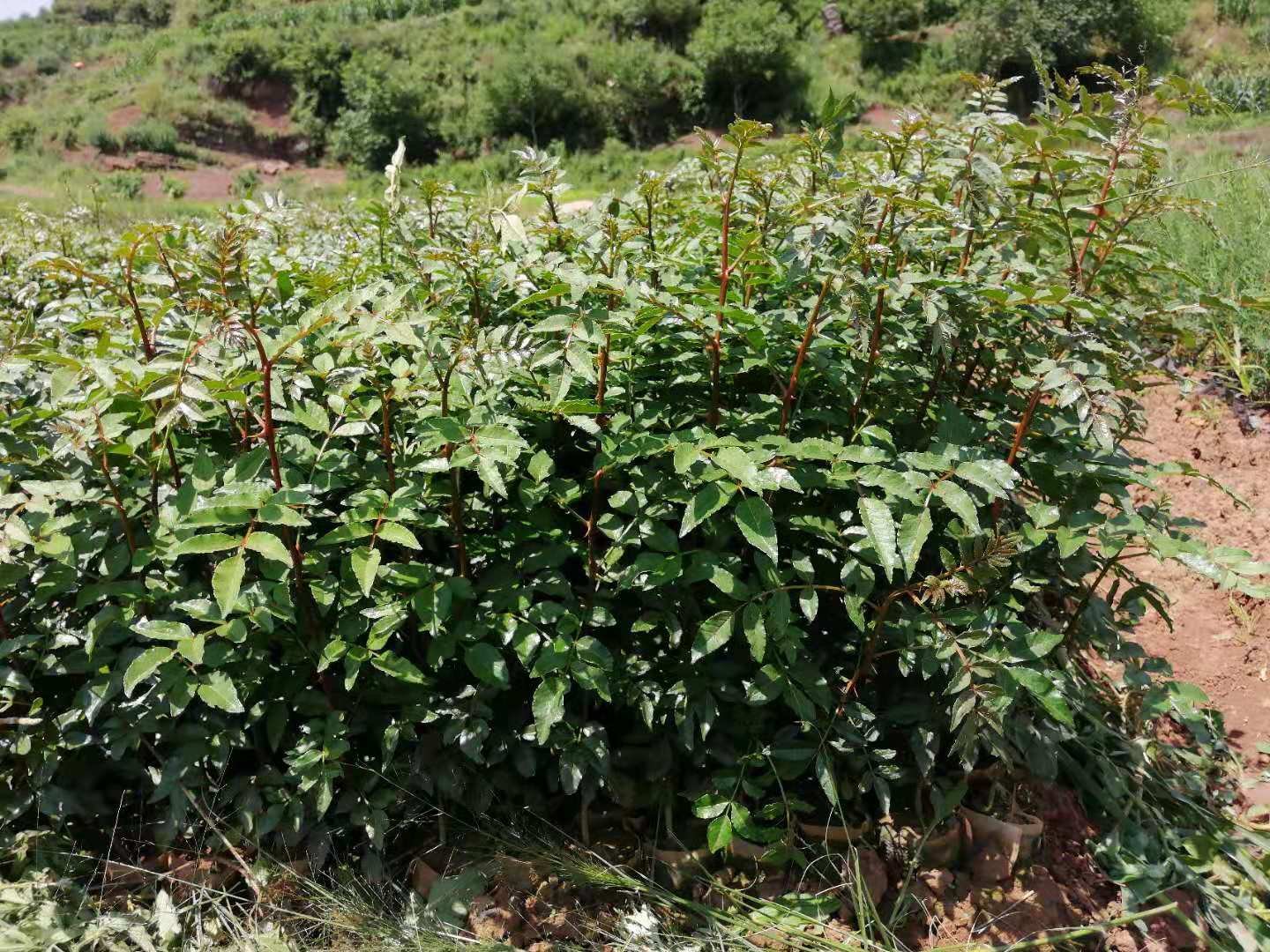 花椒种植园全景