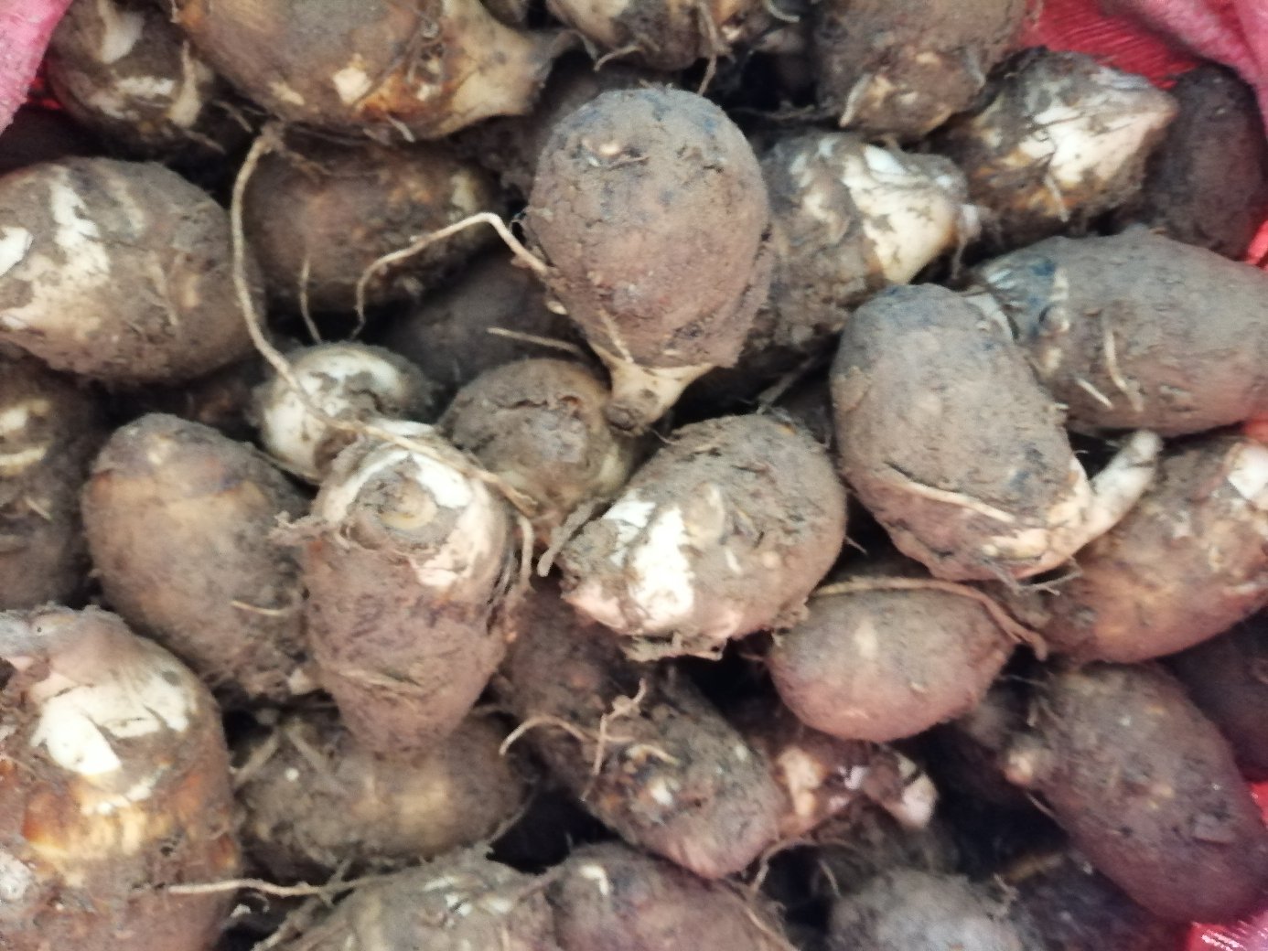 毛芋头煮制全过程示意图