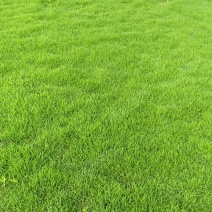 马尼拉草皮