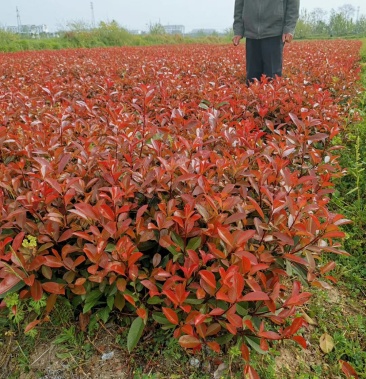 绿化色块苗 小杯红叶石楠 绿篱苗红叶石楠小杯苗