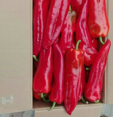 [牛角椒批发]红牛角椒价格2.50元/斤 - 一亩田