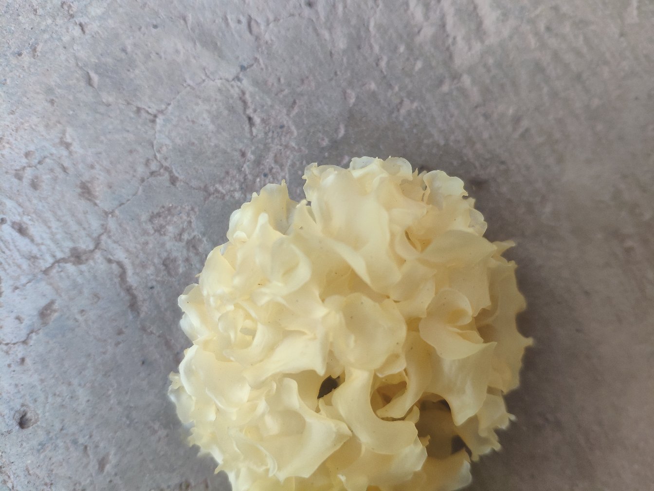 雪耳1号椴木栽培特写