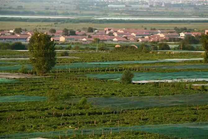 从空中俯瞰一片整齐排列的葡萄园, rows of Victoria grapevines extend into the distance under a clear sky, with plastic-covered greenhouse structures visible in parts of the field. Workers can be seen checking vines near a central path. The image highlights organized farming practices and large-scale cultivation. 维多利亚葡萄种植园区航拍图