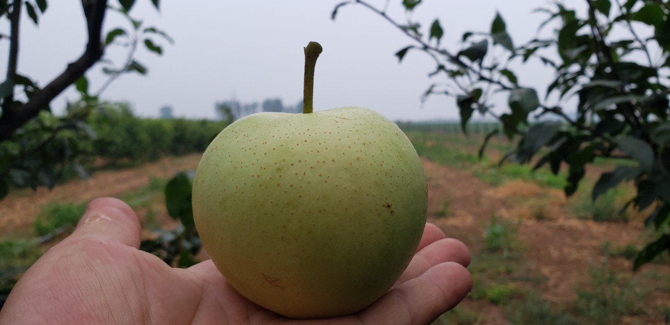 绿宝石梨果园全景图