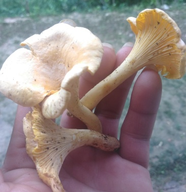 [菌棒批发]小黄蘑菇秦岭山珍野生自带香味黄蘑菇炖炒菜煲汤200g包邮