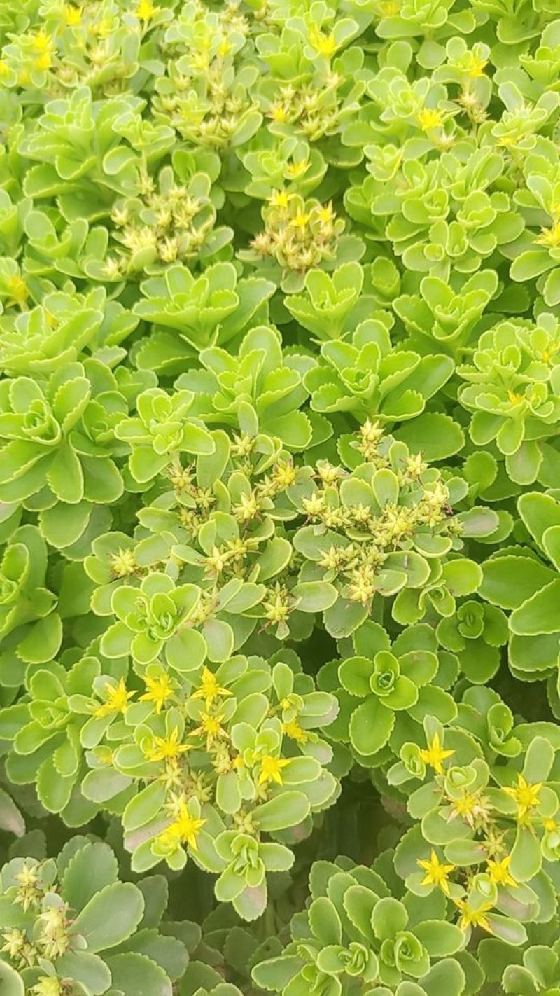 精品:德国景天(八宝)()基地直发可视频看货量大价优