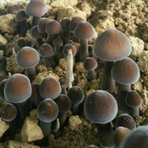 鸡枞菌包2.2斤
