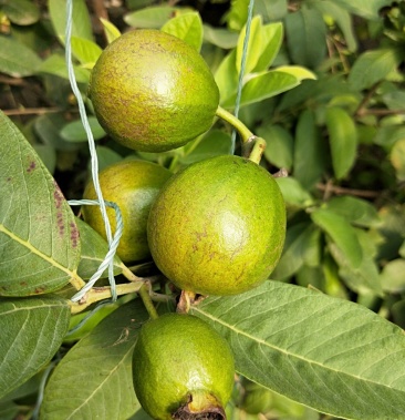 [梨树苗批发]寿光丰实农业四季梨苗供应价格40.00元/棵 - 一亩田