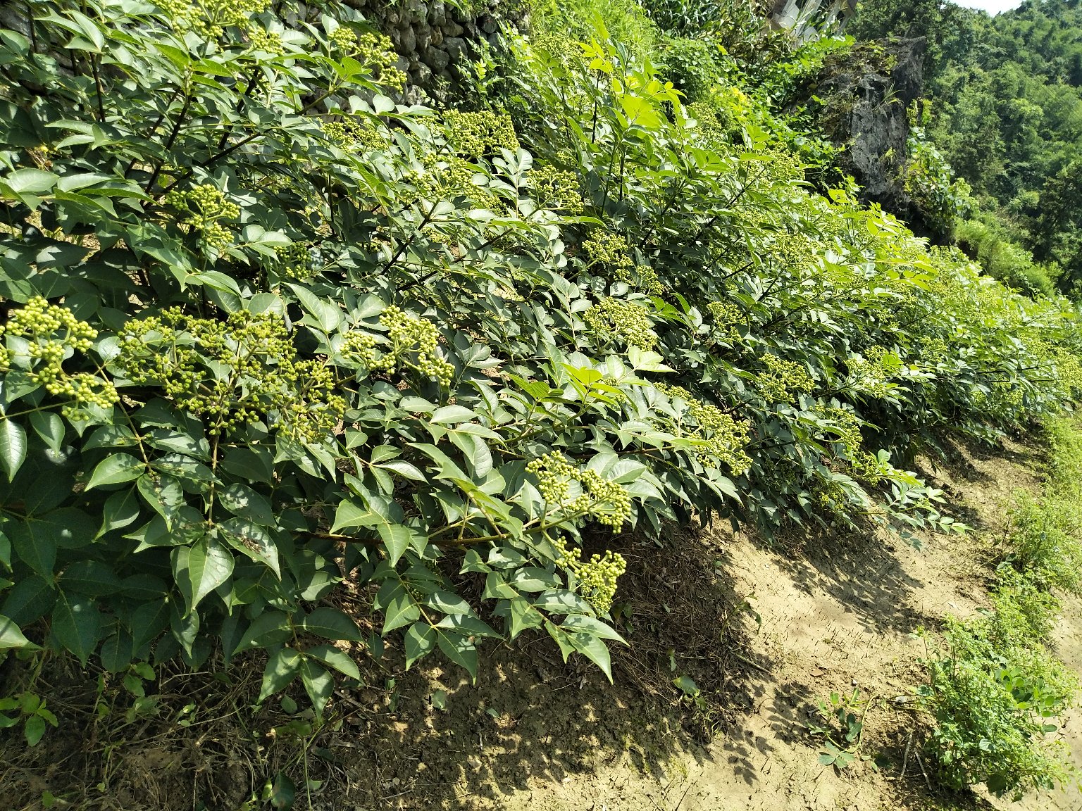 山茱萸植株与果实特写