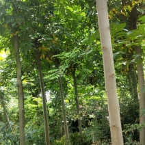 栾树风景绿化