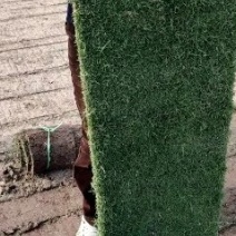 草皮