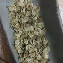 白芷种子材