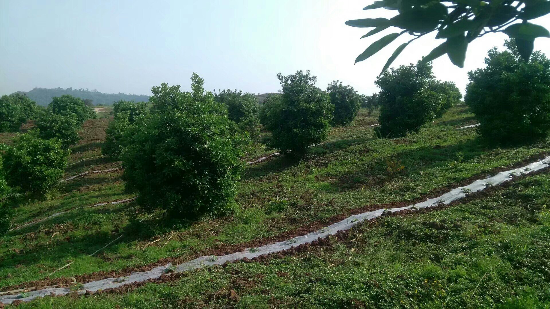 沙田柚施肥操作现场图