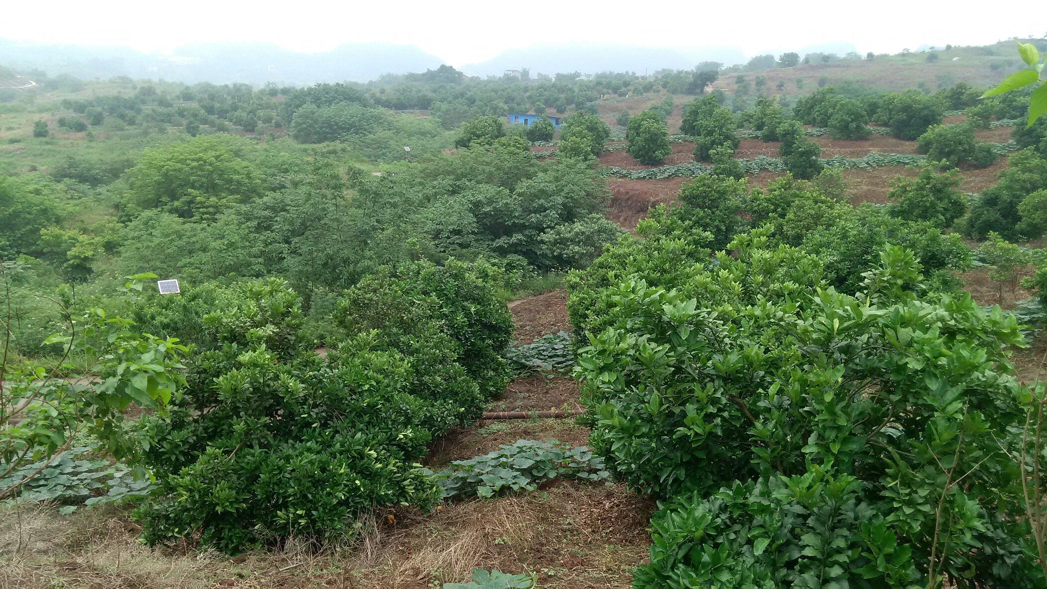 沙田柚园中的果农正在修剪树枝