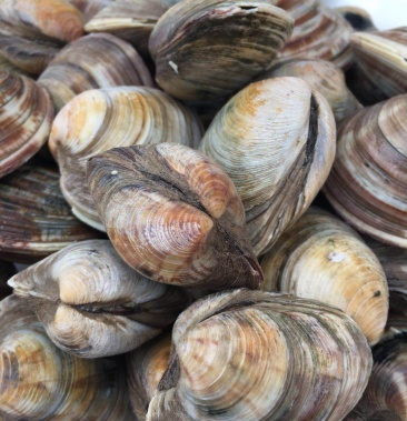 大个美贝四不像蛤蜊10头左右肥度满满