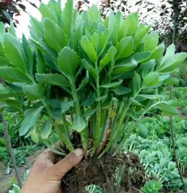 绿化草花苗八宝景天三七景天地被色块绿篱