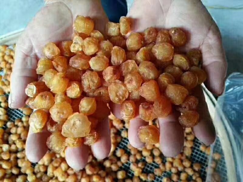 手握桂圆实物图