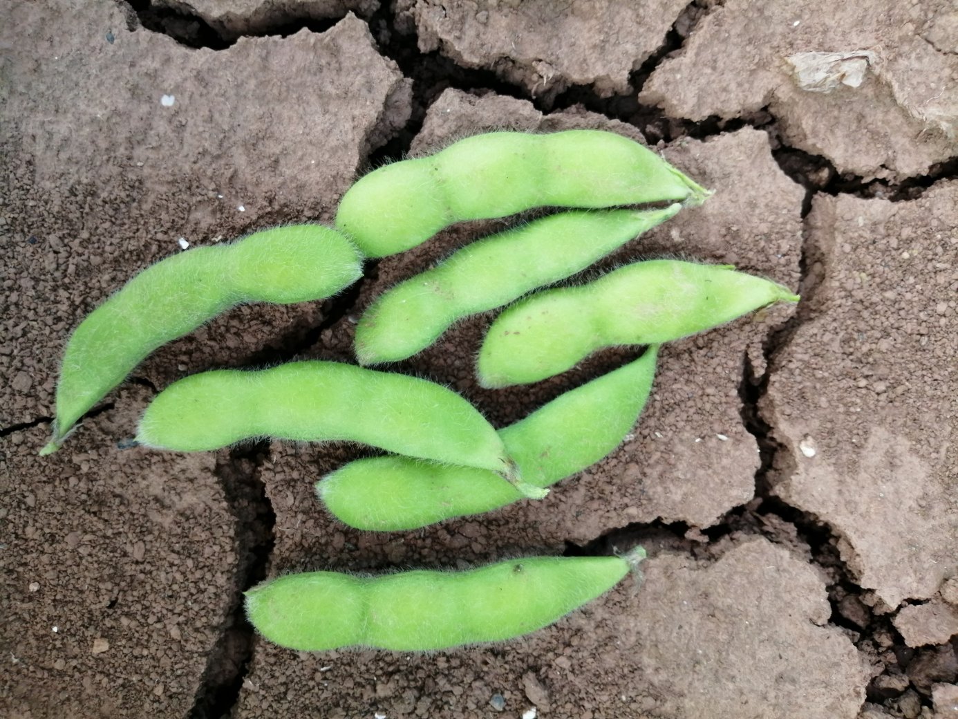 展示大豆根部因积水导致腐烂、植株发黄死亡的情况 大豆因涝害引起的根部腐烂图
